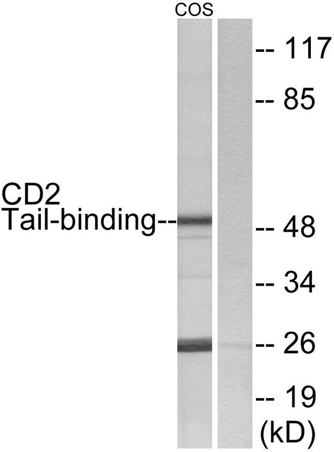 CD2BP2 Antibody - Western blot analysis of extracts from COS-7 cells, using CD2 Tail-binding antibody.