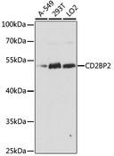 CD2BP2 Antibody - Western blot analysis of extracts of various cell lines using CD2BP2 Polyclonal Antibody at dilution of 1:1000.