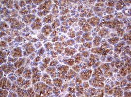 CD30 Antibody - IHC of paraffin-embedded Human pancreas tissue using anti-TNFRSF8 mouse monoclonal antibody.