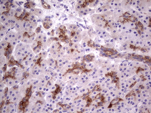 CD30 Antibody - IHC of paraffin-embedded Human pancreas tissue using anti-TNFRSF8 mouse monoclonal antibody. (heat-induced epitope retrieval by 1 mM EDTA in 10mM Tris, pH8.5, 120°C for 3min).