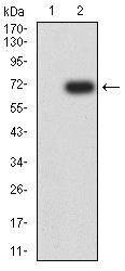 CD30 Antibody - Western blot analysis using CD30 mAb against HEK293 (1) and CD30 (AA: extra 19-379)-hIgGFc transfected HEK293 (2) cell lysate.