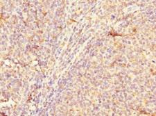 CD300A Antibody - Immunohistochemistry of paraffin-embedded human tonsil tissue at dilution 1:100