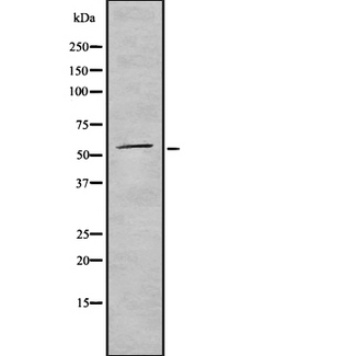 CD300A Antibody - Western blot analysis of CD300A using K562 whole cells lysates