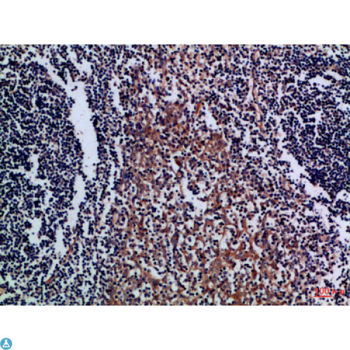 CD300A Antibody - Immunohistochemical analysis of paraffin-embedded Human-tonsil, antibody was diluted at 1:100.