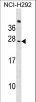 CD300C Antibody - CD300C Antibody western blot of NCI-H292 cell line lysates (35 ug/lane). The CD300C antibody detected the CD300C protein (arrow).