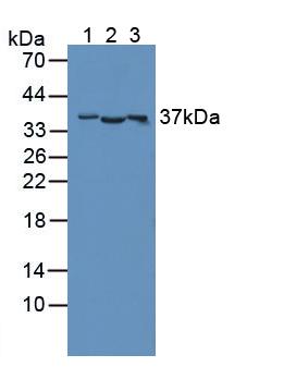 CD300C Antibody - Western Blot; Sample: Lane1: Human HepG2 Tissue; Lane2: Rat Liver Tissue; Lane3: Porcine Liver Tissue.