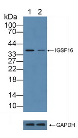 CD300C Antibody - Knockout Varification: Lane 1: Wild-type HepG2 cell lysate; Lane 2: IGSF16 knockout HepG2 cell lysate; Predicted MW: 25kd Observed MW: 37kd Primary Ab: 2µg/ml Rabbit Anti-Human IGSF16 Antibody Second Ab: 0.2µg/mL HRP-Linked Caprine Anti-Rabbit IgG Polyclonal Antibody