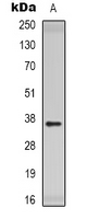 CD300C Antibody - Western blot analysis of CD300c expression in rat kidney (A) whole cell lysates.