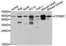 CD300C Antibody - Western blot analysis of extracts of various cell lines, using CD300C antibody at 1:1000 dilution. The secondary antibody used was an HRP Goat Anti-Rabbit IgG (H+L) at 1:10000 dilution. Lysates were loaded 25ug per lane and 3% nonfat dry milk in TBST was used for blocking. An ECL Kit was used for detection and the exposure time was 30s.