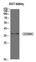 CD300C Antibody - Western Blot analysis of extracts from rat kidney cells using CD300C Antibody.