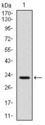CD300E Antibody - Western blot using CD30 monoclonal antibody against human CD30 (AA: 536-590) recombinant protein. (Expected MW is 32 kDa)