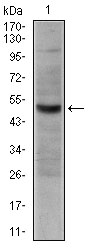 CD300E Antibody - Western blot using CD30 mouse monoclonal antibody against HeLa cell lysate.