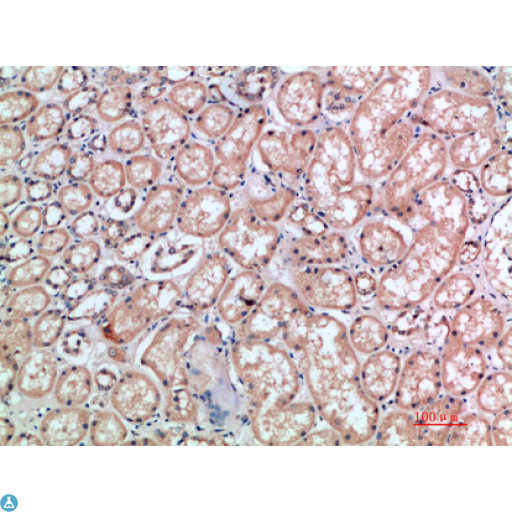 CD300E Antibody - Immunohistochemical analysis of paraffin-embedded human-kidney, antibody was diluted at 1:200.