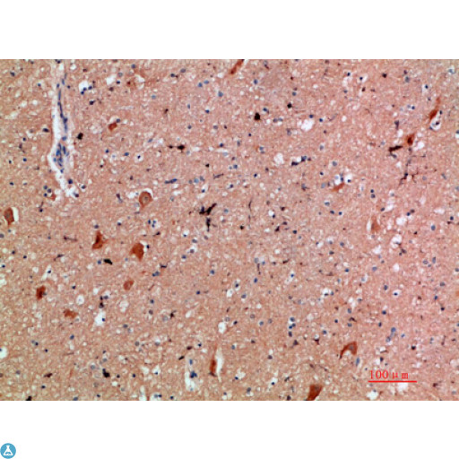 CD300E Antibody - Immunohistochemical analysis of paraffin-embedded human-brain, antibody was diluted at 1:200.