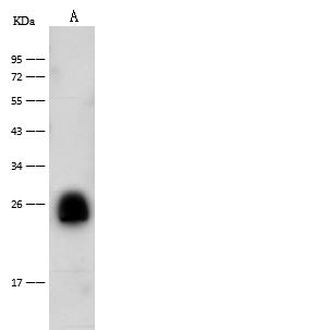 CD300E Antibody - Anti-CD300e rabbit polyclonal antibody at 1:500 dilution. Lane A: Mouse spleen tissue lysate. Lysates/proteins at 30 ug per Lane. Secondary: Goat Anti-Rabbit-Rabbit IgG (H+L)/HRP at 1/10000 dilution. Developed using the ECL technique. Performed under reducing conditions. Predicted band size: 23 kDa. Observed band size: 25 kDa.