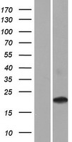CD300LD Protein - Western validation with an anti-DDK antibody * L: Control HEK293 lysate R: Over-expression lysate