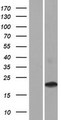 CD300LD Protein - Western validation with an anti-DDK antibody * L: Control HEK293 lysate R: Over-expression lysate