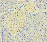 CD300LF / CD300f Antibody - Immunohistochemistry of paraffin-embedded human pancreatic tissue using CD300LF Antibody at dilution of 1:100