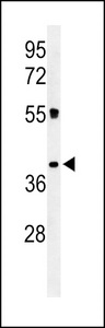 CD300LF / CD300f Antibody - Western blot of CLM1 Antibody in K562 cell line lysates (35 ug/lane). CLM1 (arrow) was detected using the purified antibody.