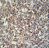 CD300LF / CD300f Antibody - CLM1 Antibody immunohistochemistry of formalin-fixed and paraffin-embedded human lymph tissue followed by peroxidase-conjugated secondary antibody and DAB staining.