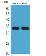 CD300LF / CD300f Antibody - Western Blot analysis of extracts from HeLa, PC12 cells using CD300LF Antibody.