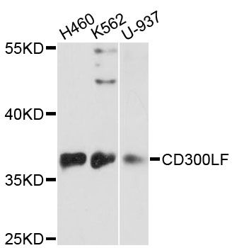 CD300LF / CD300f Antibody - Western blot analysis of extracts of various cell lines, using CD300LF antibody at 1:3000 dilution. The secondary antibody used was an HRP Goat Anti-Rabbit IgG (H+L) at 1:10000 dilution. Lysates were loaded 25ug per lane and 3% nonfat dry milk in TBST was used for blocking. An ECL Kit was used for detection and the exposure time was 90s.