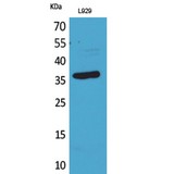 CD300LG Antibody - Western blot of CD300g antibody