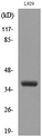 CD300LG Antibody - Western blot analysis of lysate from L929 cells, using CD300LG Antibody.