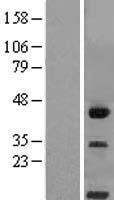 CD300LG Protein - Western validation with an anti-DDK antibody * L: Control HEK293 lysate R: Over-expression lysate