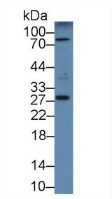 CD302 Antibody - Western Blot; Sample: Mouse Pancreas lysate; Primary Ab: 2µg/mL Rabbit Anti-Mouse CLEC13A Antibody Second Ab: 0.2µg/mL HRP-Linked Caprine Anti-Rabbit IgG Polyclonal Antibody