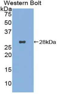 CD302 Antibody - Western blot of recombinant CD302.