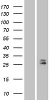 CD302 Protein - Western validation with an anti-DDK antibody * L: Control HEK293 lysate R: Over-expression lysate