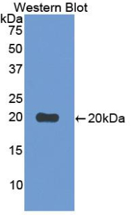 CD30L / CD153 Antibody - Western blot of recombinant CD30L / CD153.  This image was taken for the unconjugated form of this product. Other forms have not been tested.
