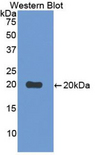 CD30L / CD153 Antibody - Western blot of recombinant CD30L / CD153.  This image was taken for the unconjugated form of this product. Other forms have not been tested.