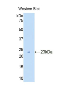 CD30L / CD153 Antibody - Western blot of recombinant CD30L / CD153.  This image was taken for the unconjugated form of this product. Other forms have not been tested.