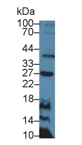 CD30L / CD153 Antibody - Western Blot; Sample: Rat Thymus lysate; Primary Ab: 5µg/ml Rabbit Anti-Mouse CD30L Antibody Second Ab: 0.2µg/mL HRP-Linked Caprine Anti-Rabbit IgG Polyclonal Antibody