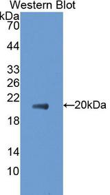 CD30L / CD153 Antibody - Western Blot; Sample: Recombinant CD30L, Human.