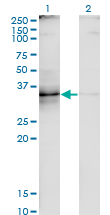 CD30L / CD153 Antibody - Western Blot analysis of TNFSF8 expression in transfected 293T cell line by TNFSF8 monoclonal antibody (M01A), clone 2E11.Lane 1: TNFSF8 transfected lysate (Predicted MW: 26 KDa).Lane 2: Non-transfected lysate.