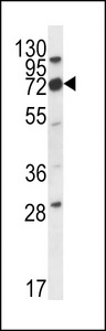 CD316 / IGSF8 Antibody - IGSF8 Antibody western blot of mouse cerebellum tissue lysates (35 ug/lane). The IGSF8 antibody detected the IGSF8 protein (arrow).