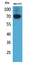 CD316 / IGSF8 Antibody - Western Blot analysis of extracts from NIH-3T3 cells using IGSF8 Antibody.