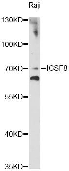 CD316 / IGSF8 Antibody - Western blot analysis of extracts of Raji cells, using IGSF8 antibody at 1:1000 dilution. The secondary antibody used was an HRP Goat Anti-Rabbit IgG (H+L) at 1:10000 dilution. Lysates were loaded 25ug per lane and 3% nonfat dry milk in TBST was used for blocking. An ECL Kit was used for detection and the exposure time was 10s.