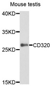 CD320 Antibody - Western blot analysis of extract of mouse testis cells.