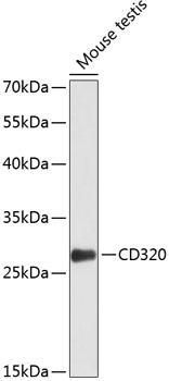 CD320 Antibody - Western blot analysis of extracts of mouse testis using CD320 Polyclonal Antibody at dilution of 1:1000.