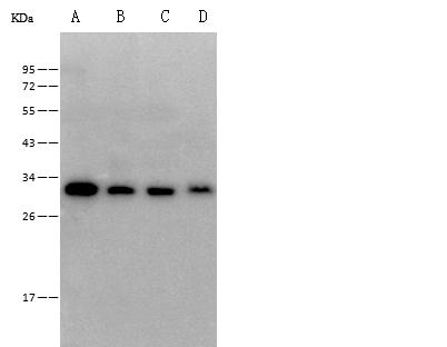 CD320 Antibody - Anti-CD320 rabbit polyclonal antibody at 1:500 dilution. Lane A: HEK-293 Whole Cell Lysate. Lane B: NIH-3T3 Whole Cell Lysate. Lane C: RAW246.7 Whole Cell Lysate. Lane D: Mouse Spleen Whole Cell Lysate. Lysates/proteins at 30 ug per lane. Secondary: Goat Anti-Rabbit IgG (H+L)/HRP at 1/10000 dilution. Developed using the ECL technique. Performed under reducing conditions. Predicted band size: 28 kDa. Observed band size: 32 kDa.