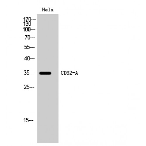 CD32A Antibody - Western blot of CD32-A antibody