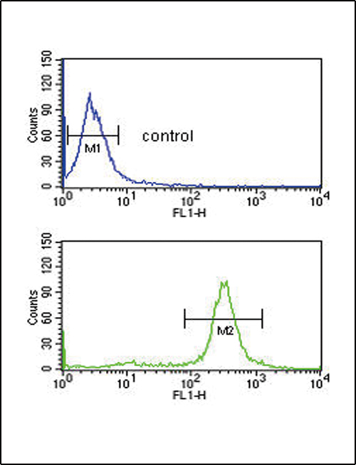 CD32A Antibody - FCGR2A Antibody flow cytometry of MDA-MB435 cells (bottom histogram) compared to a negative control cell (top histogram). FITC-conjugated goat-anti-rabbit secondary antibodies were used for the analysis.