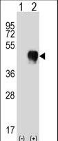 CD32A Antibody - Western blot of FCGR2A (arrow) using rabbit polyclonal FCGR2A Antibody. 293 cell lysates (2 ug/lane) either nontransfected (Lane 1) or transiently transfected (Lane 2) with the FCGR2A gene.