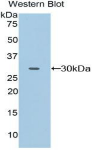 CD32A Antibody - Western blot of recombinant FCGR2A / CD32A.  This image was taken for the unconjugated form of this product. Other forms have not been tested.