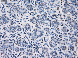 CD32A Antibody - IHC of paraffin-embedded breast tissue using anti-FCGR2A mouse monoclonal antibody. (Dilution 1:50).