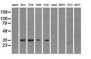 CD32A Antibody - Western blot of extracts (35 ug) from 9 different cell lines by using anti-FCGR2A monoclonal antibody.